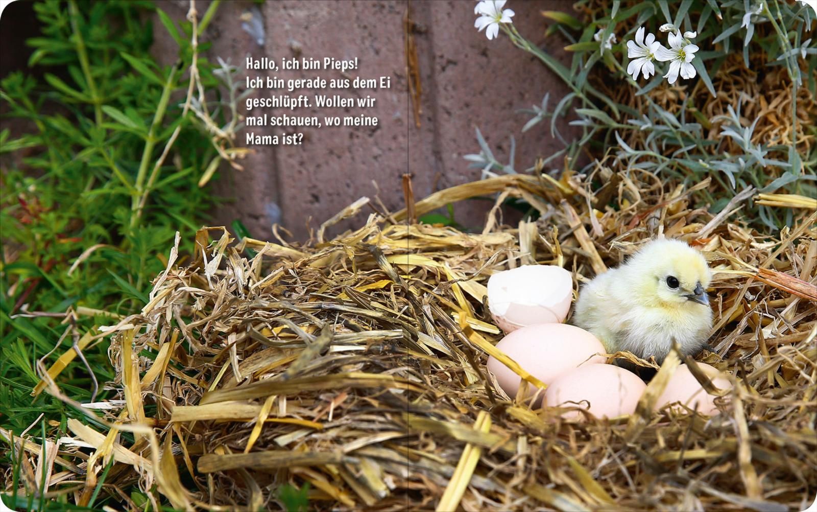 Erste Fotogeschichte: Pieps, das kleine Küken