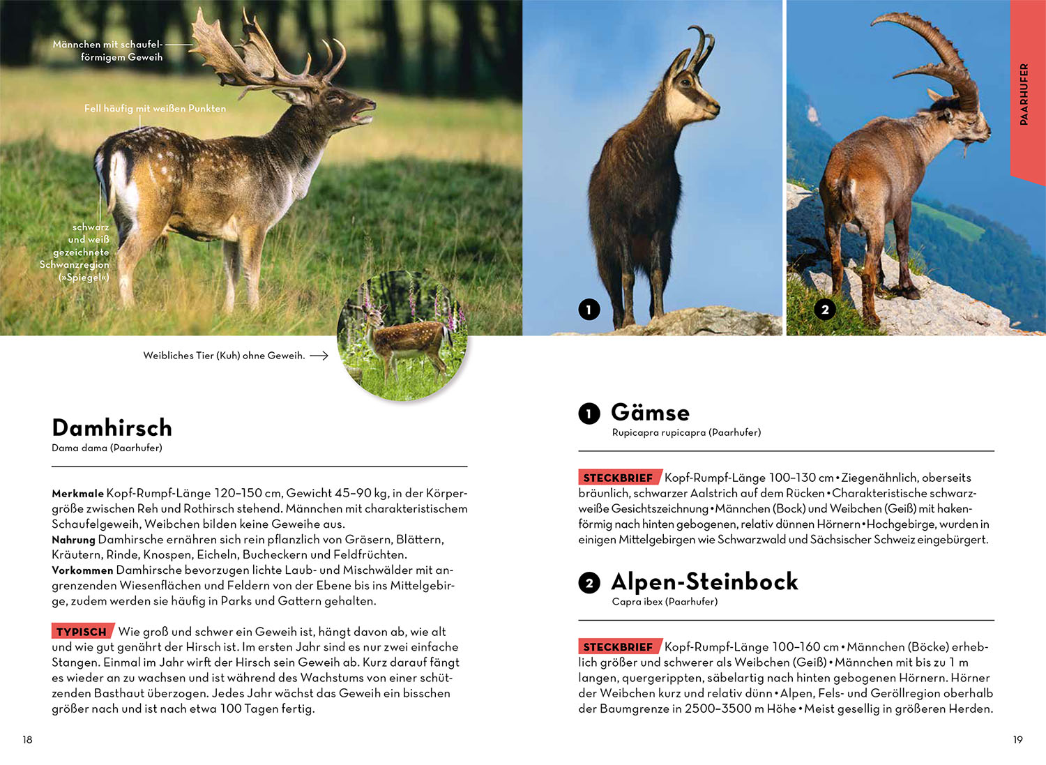 Tiere und Pflanzen Deiner Heimat