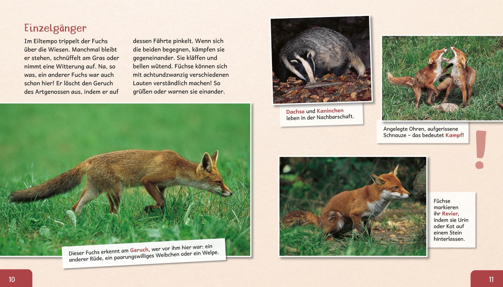 Meine große Tierbibliothek: Der Fuchs
