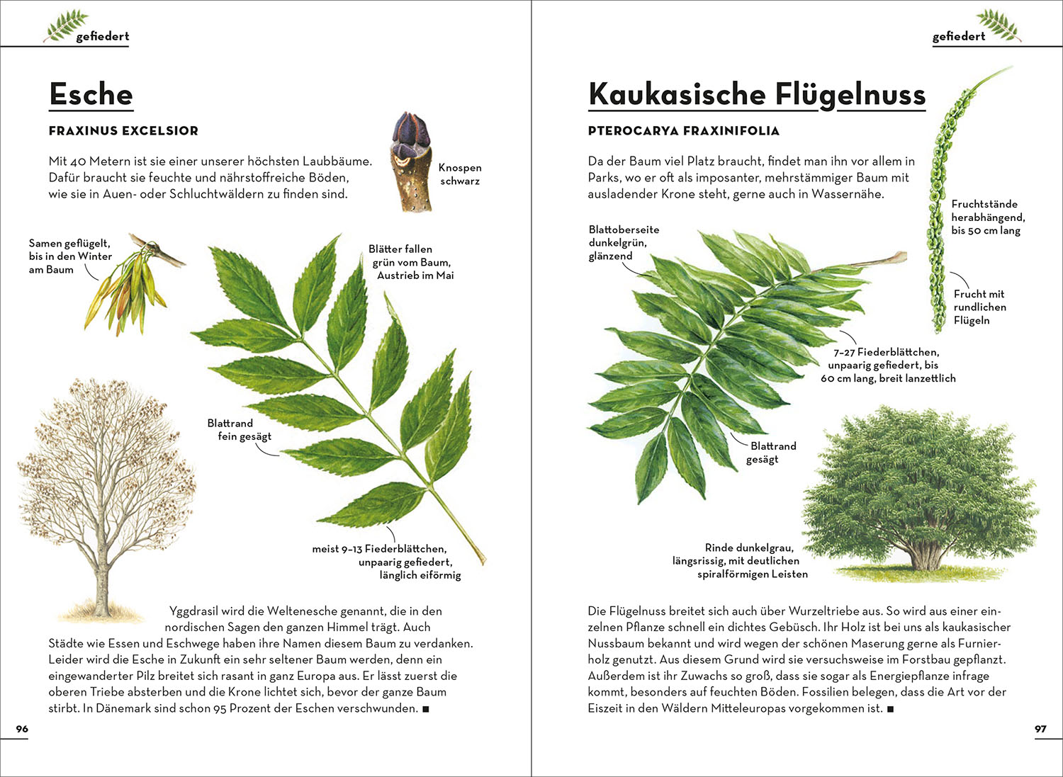 Einfach Bäume