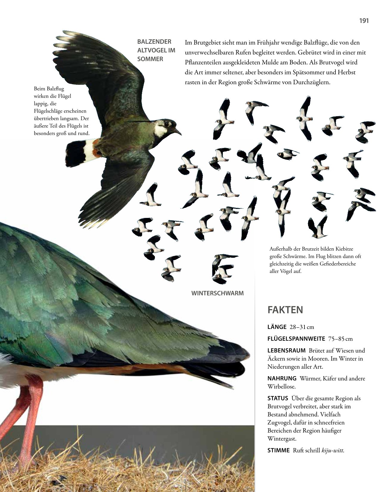Vögel lebensgroß