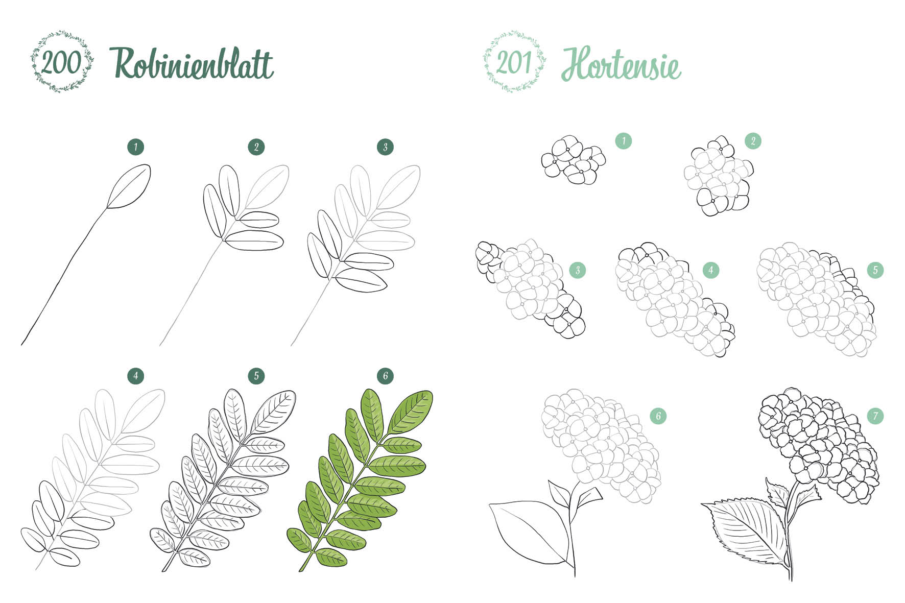 300 Motive zeichnen – Botanik