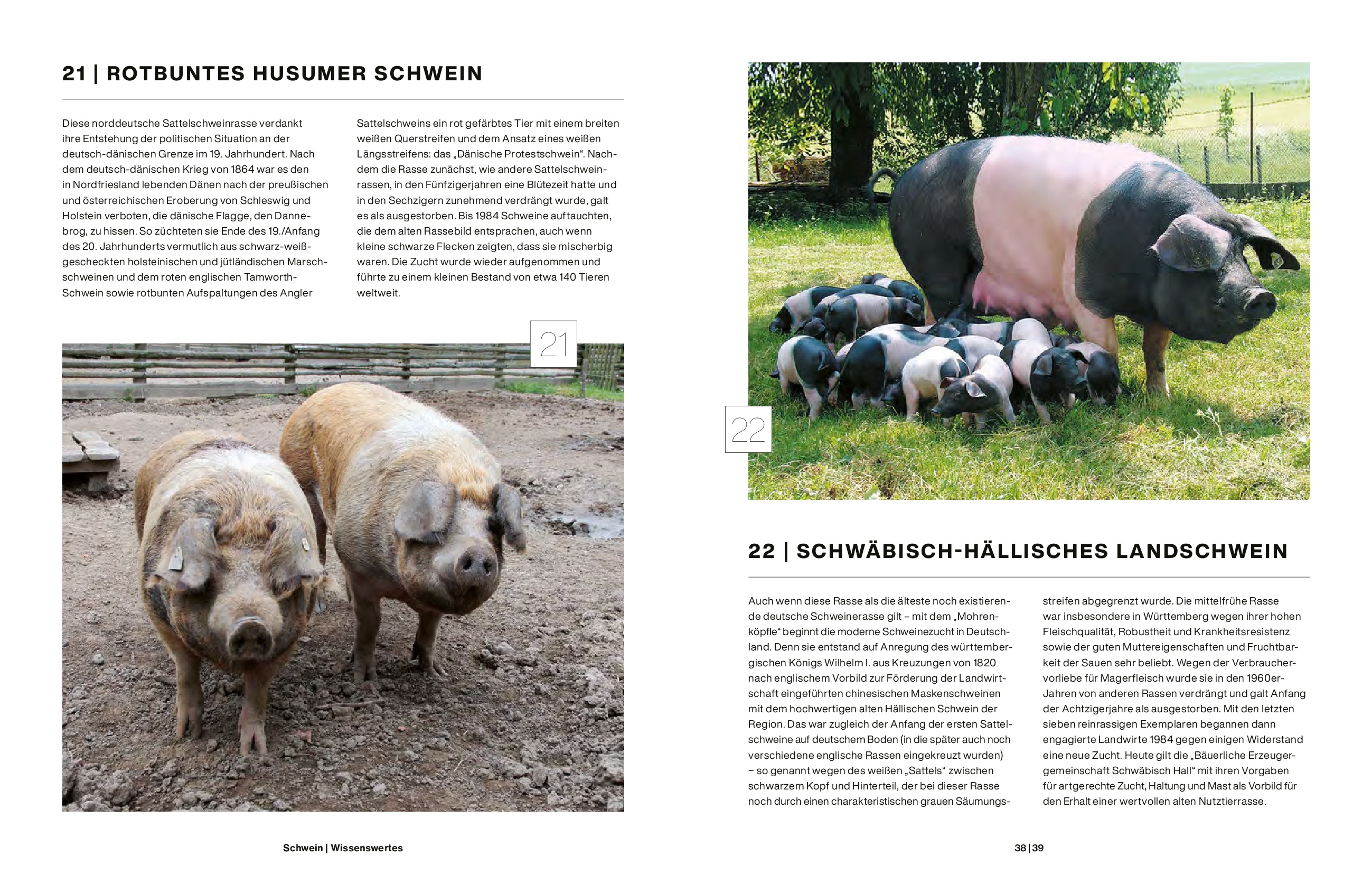 Schwein