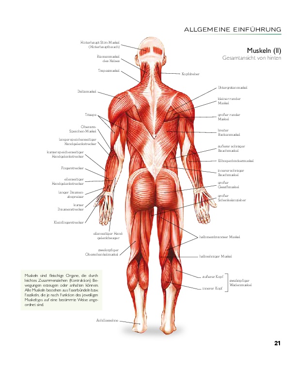 YOGA - Atlas der Anatomie