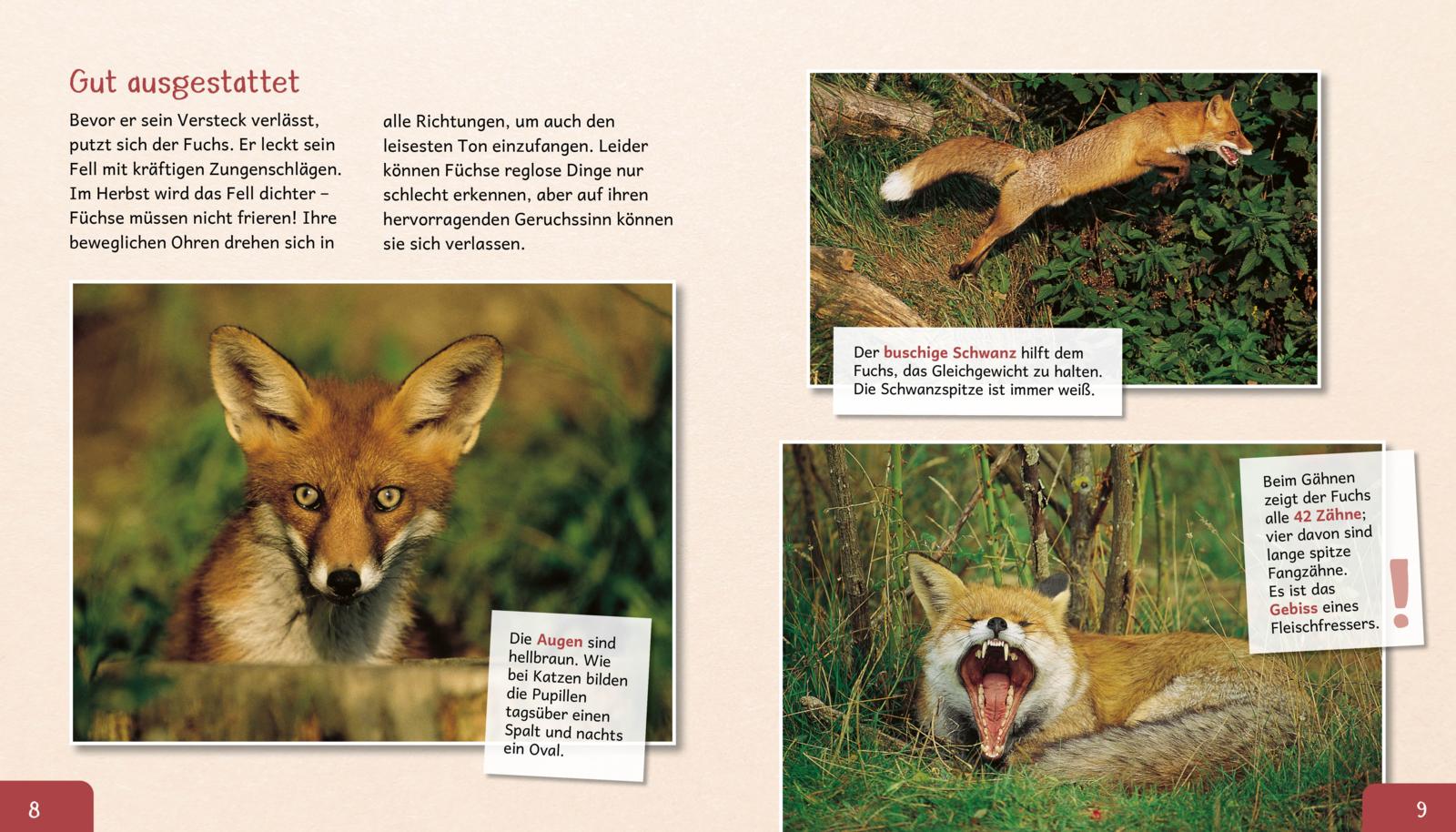 Meine große Tierbibliothek: Der Fuchs