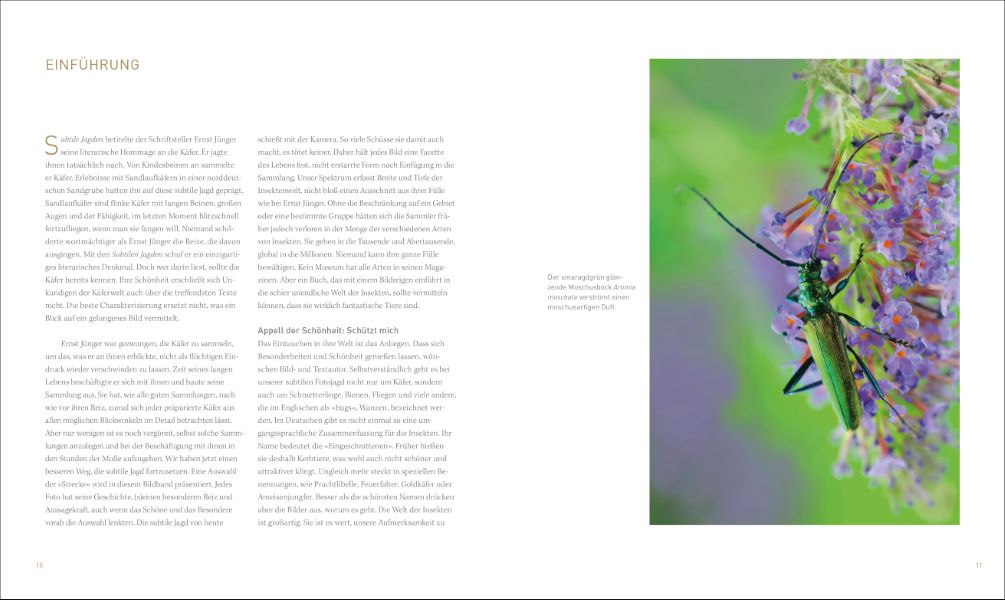 Unsere einzigartige Insektenwelt