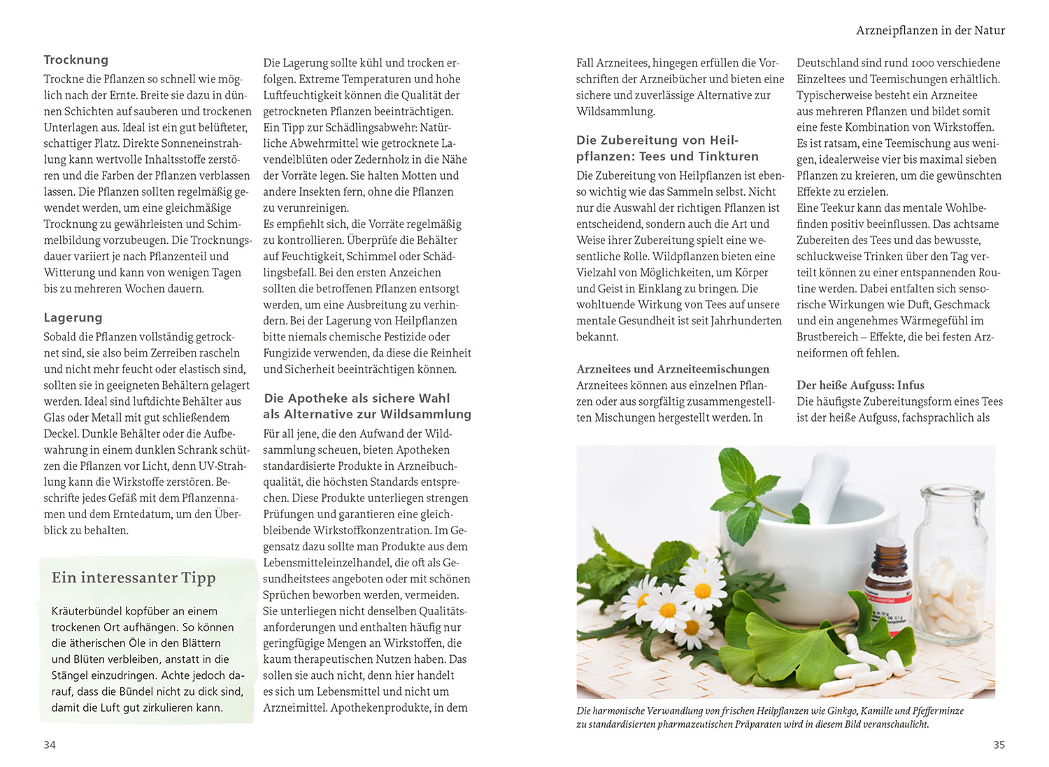 Wildpflanzen für die mentale Gesundheit