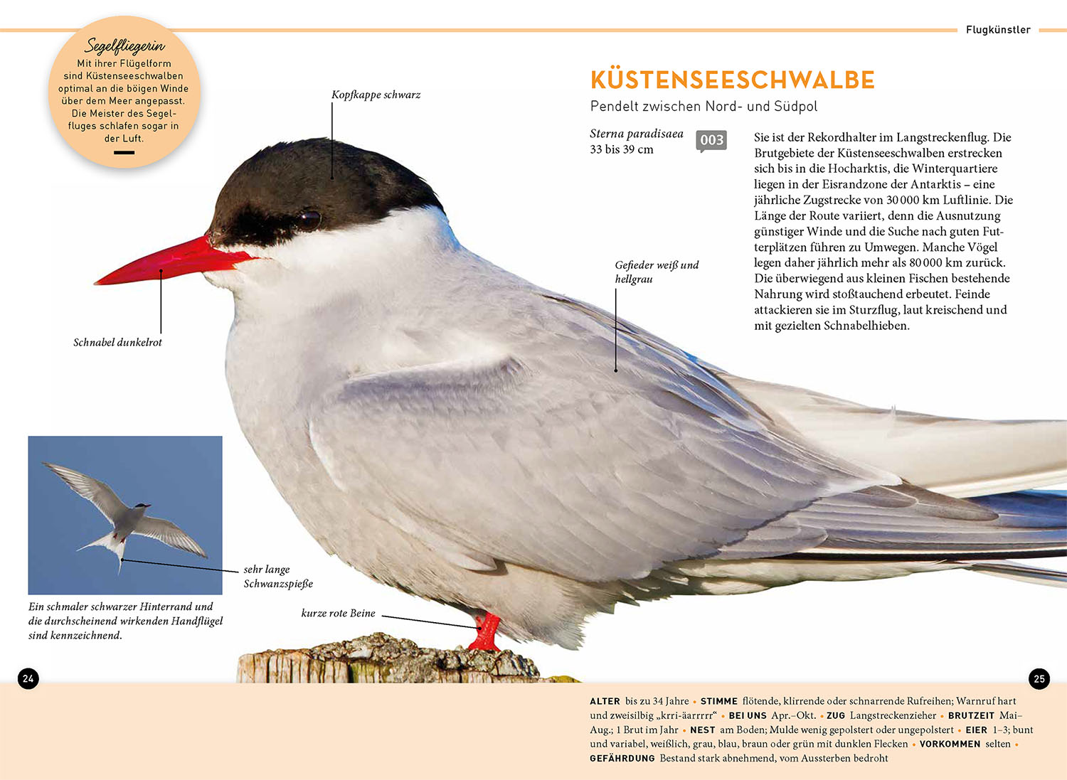 Lieblingsvögel