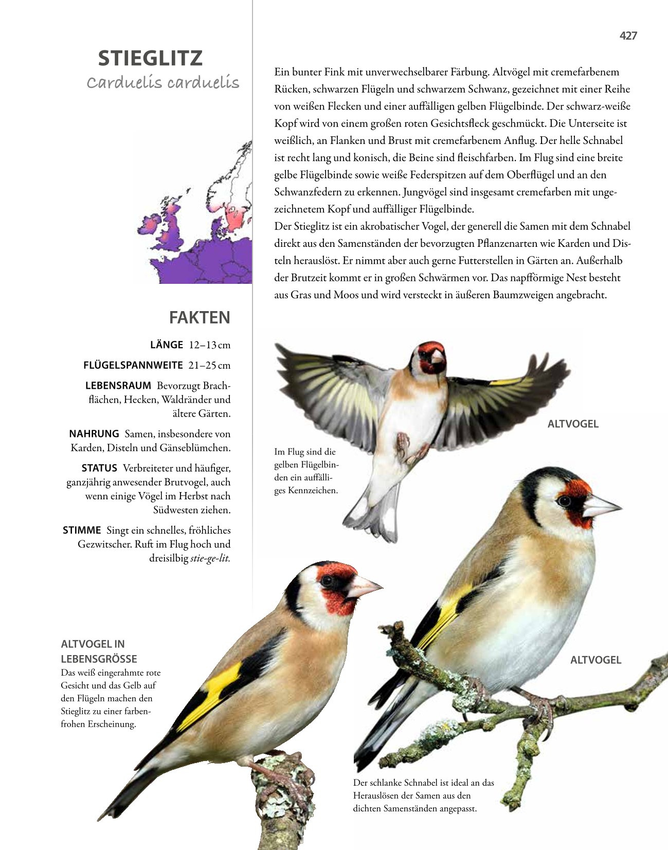 Vögel lebensgroß