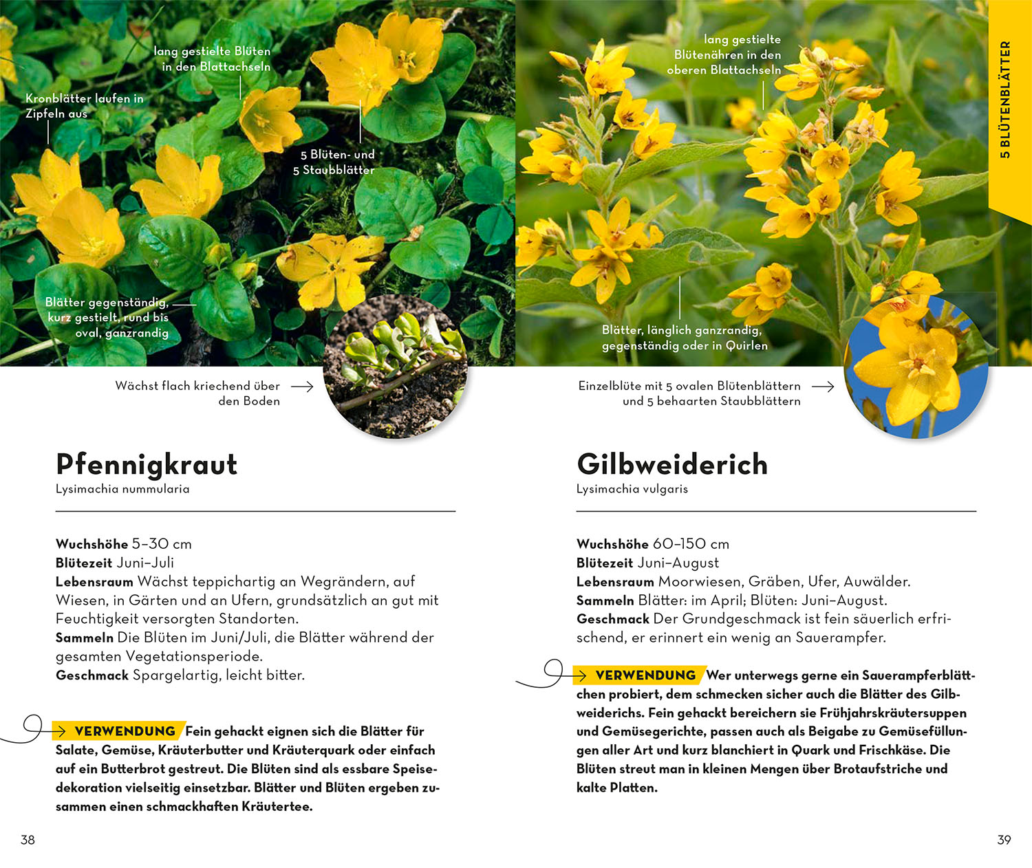 BASIC Früchte und Wildkräuter