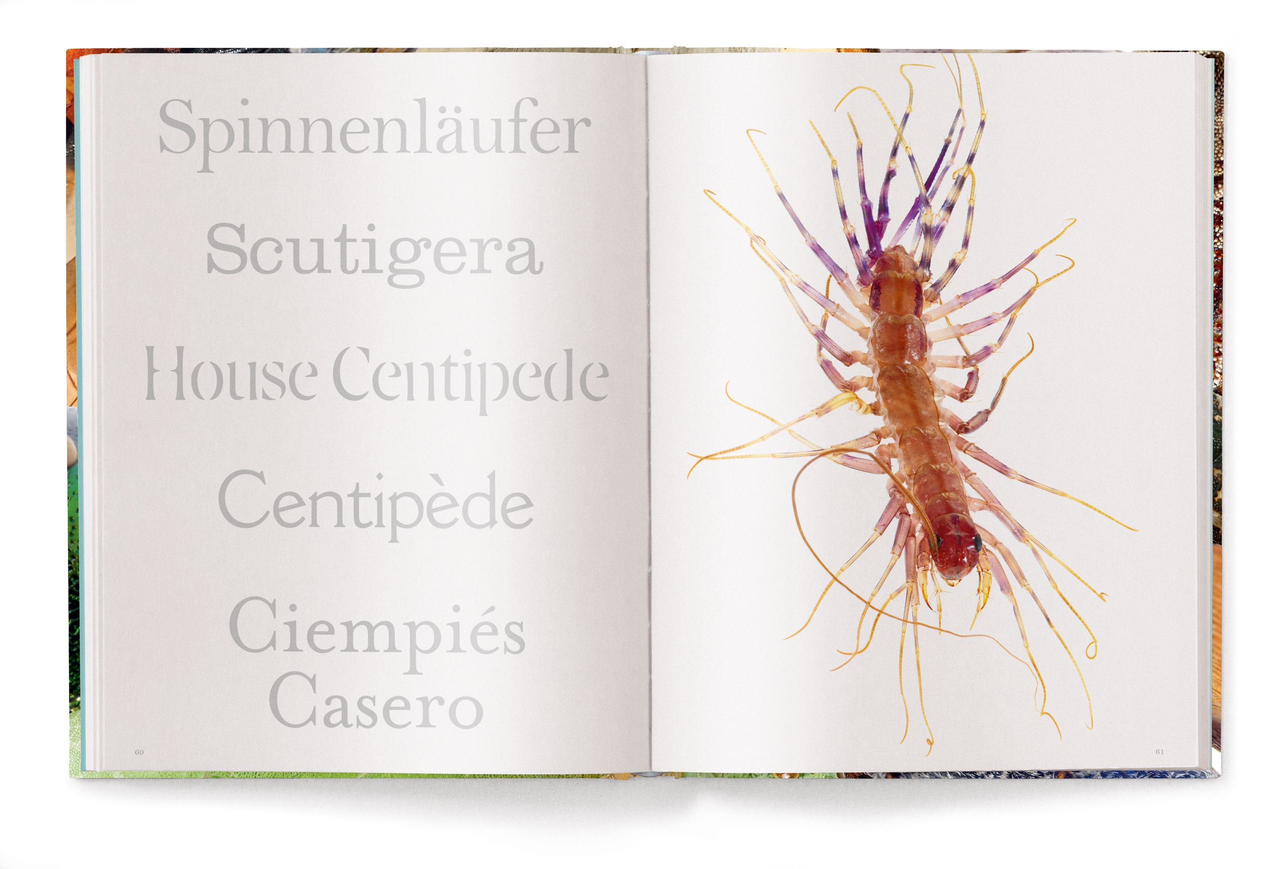 Insecta
