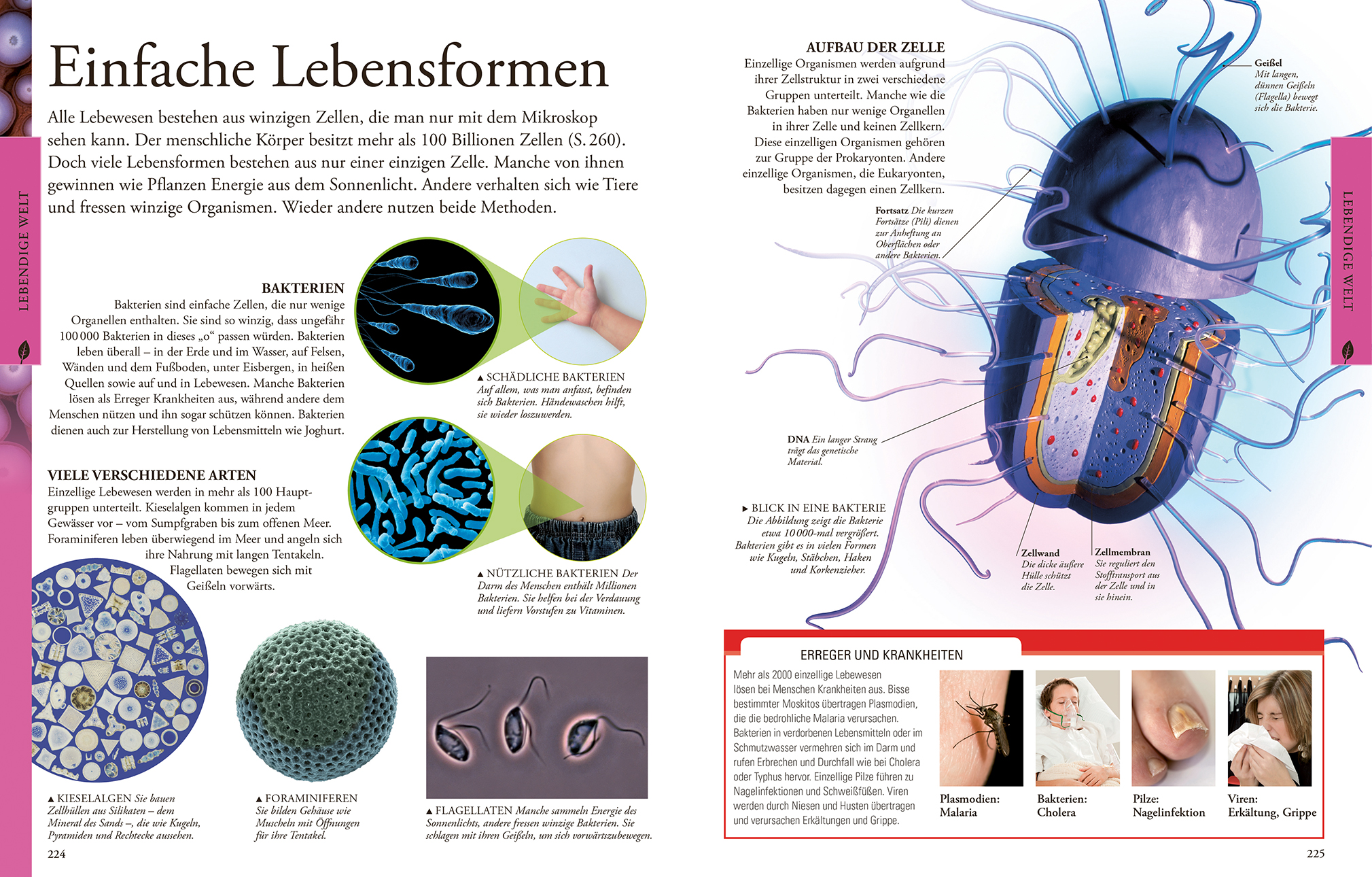 Naturwissenschaften für clevere Kids
