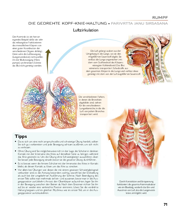 YOGA - Atlas der Anatomie