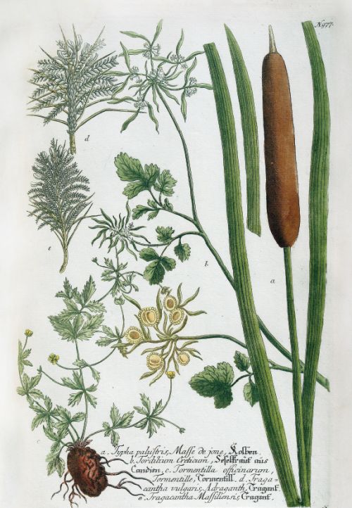 Vom Garten Eden bis zu Salomos Weinberg