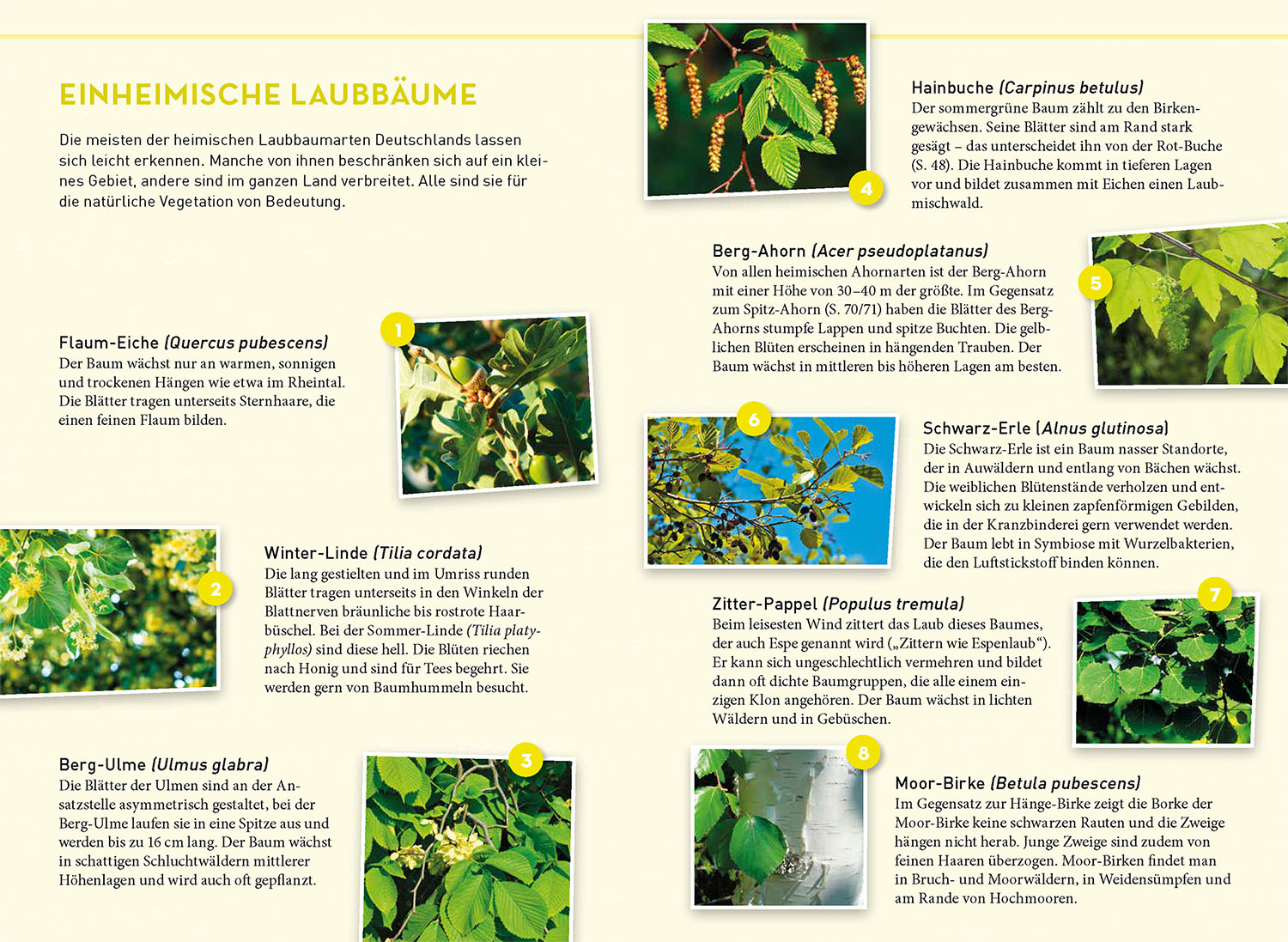 Lieblingsbäume