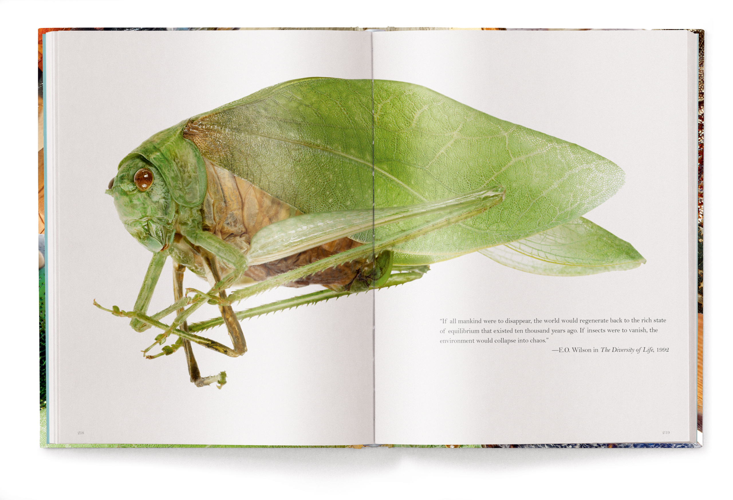 Insecta