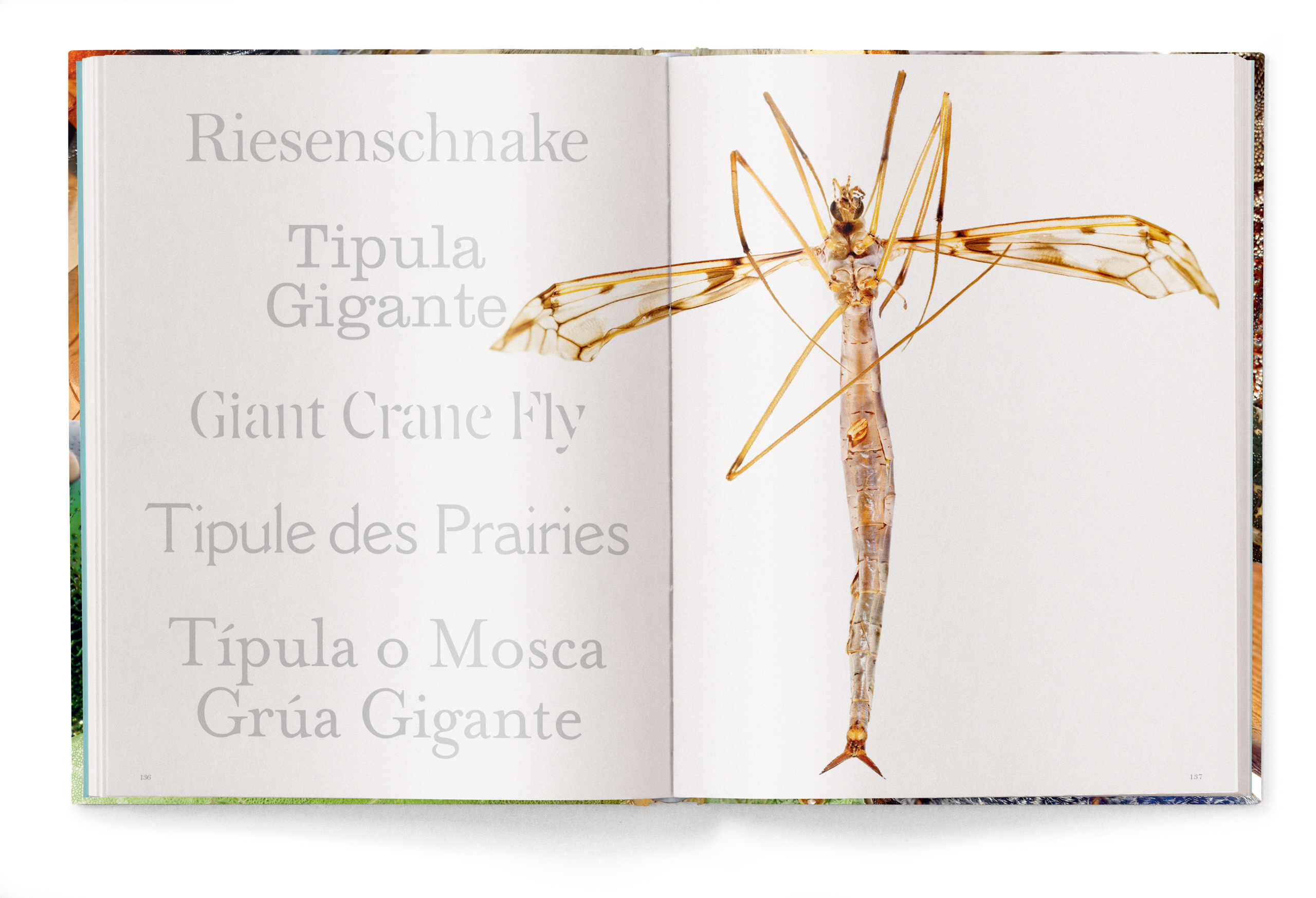 Insecta