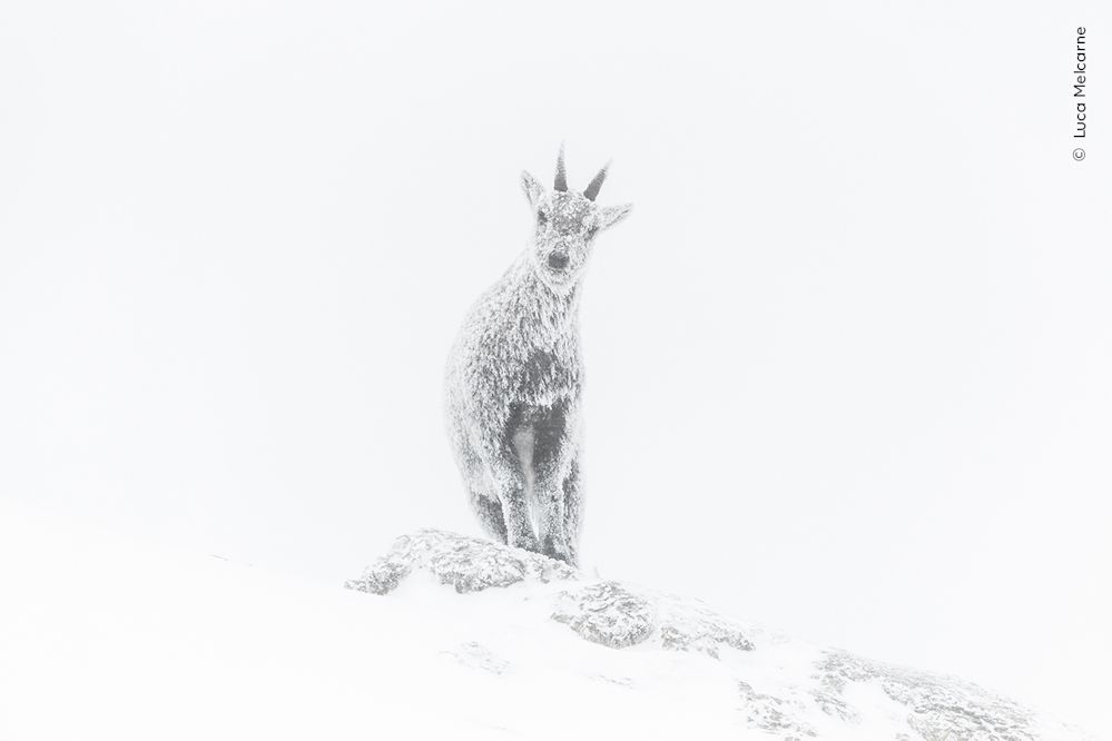 Wildlife Fotografien des Jahres – Portfolio 33