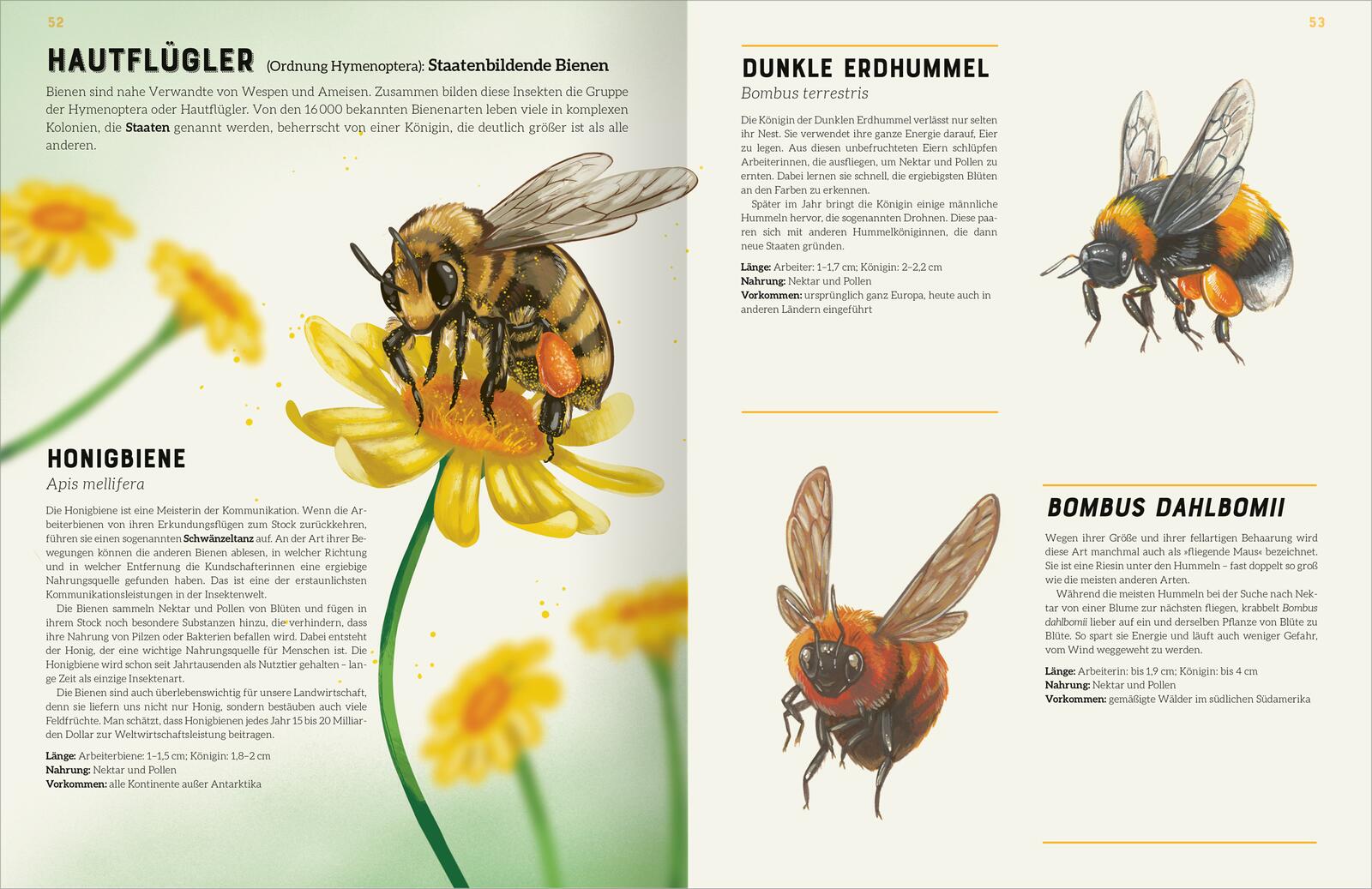 Das große Lexikon der Insekten