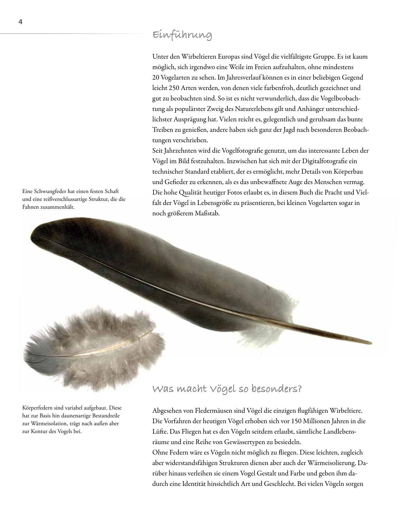 Vögel lebensgroß