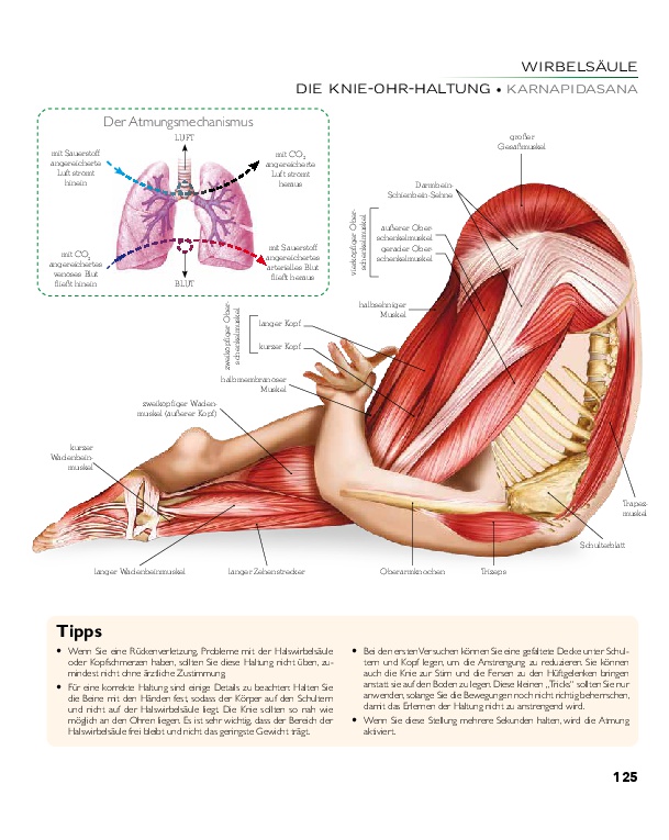 YOGA - Atlas der Anatomie