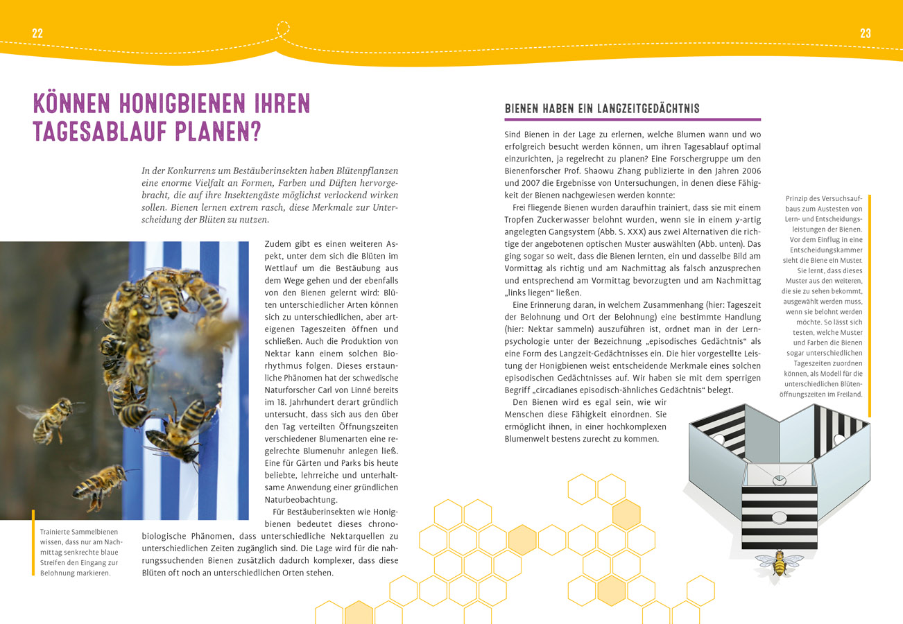 Auch Bienen haben Schweißfüße