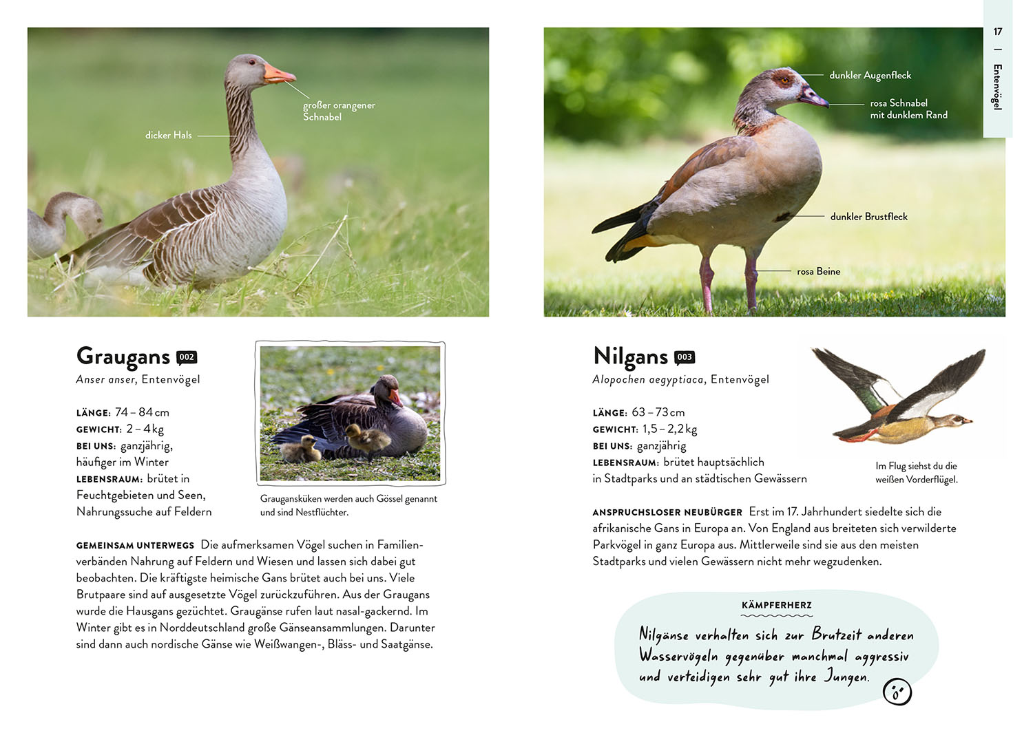 Nature Guide Vögel