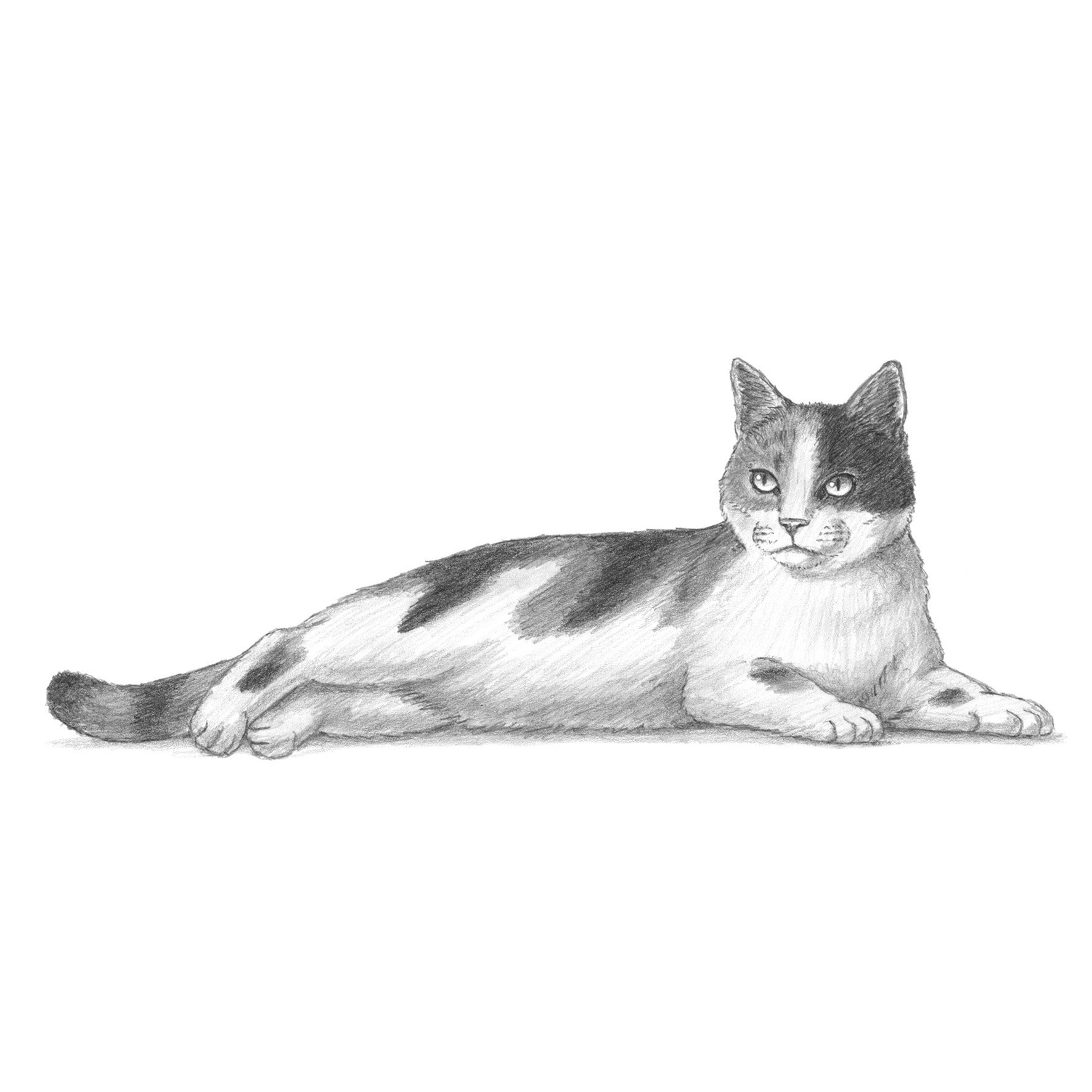 Die Kunst des Zeichnens für Kinder - Ich zeichne Katzen