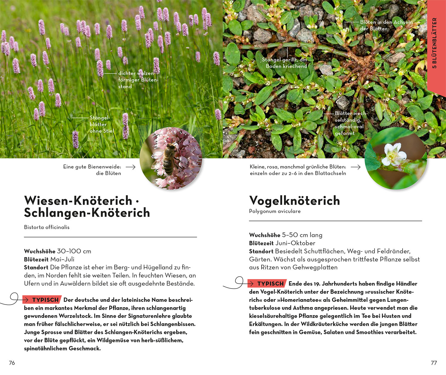BASIC Blumen