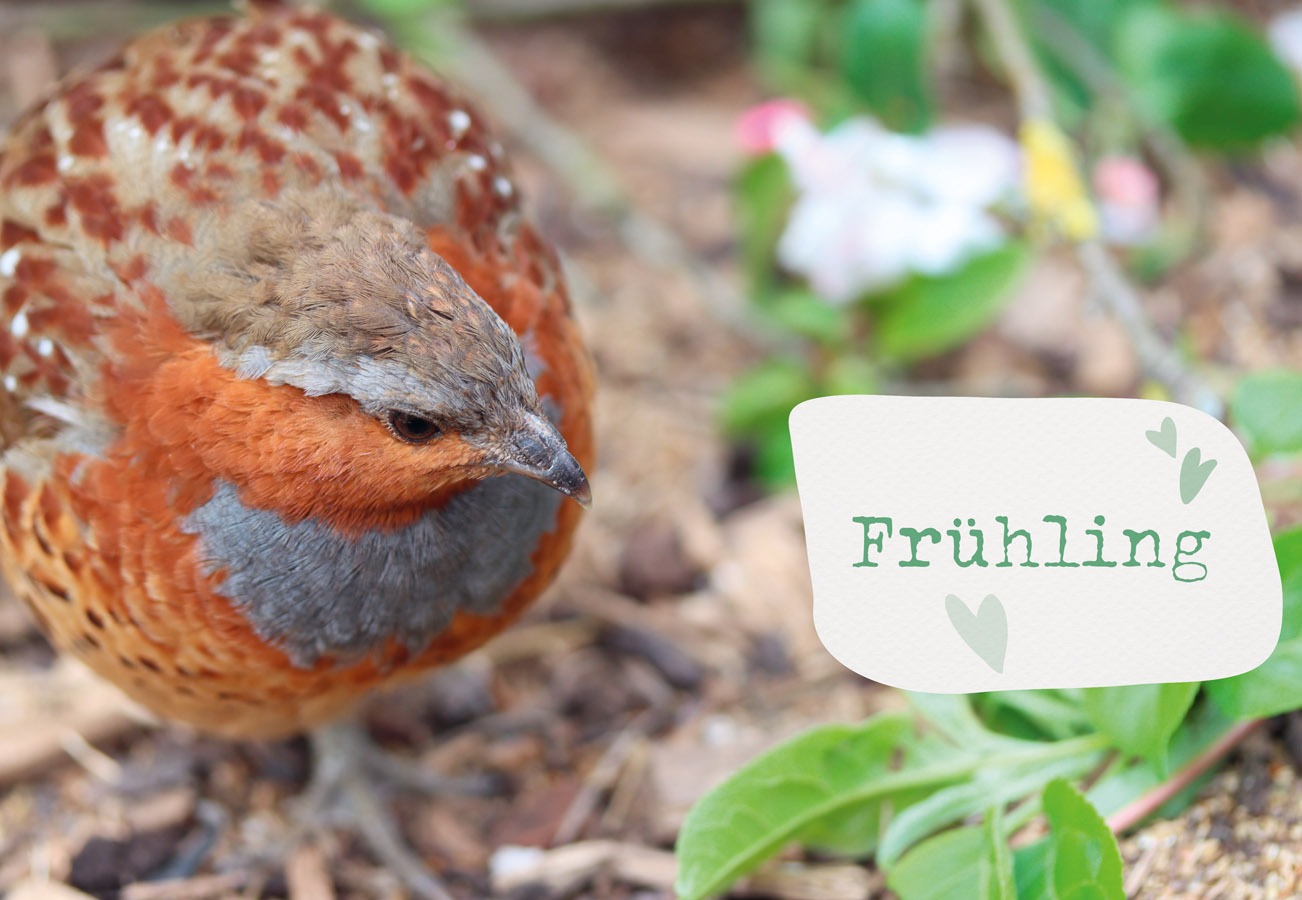 Was sucht das Huhn im Kräuterbeet?