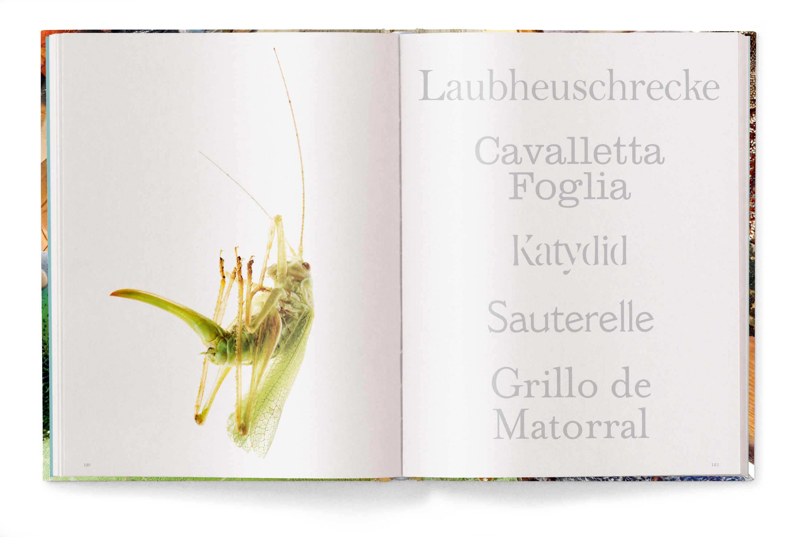 Insecta