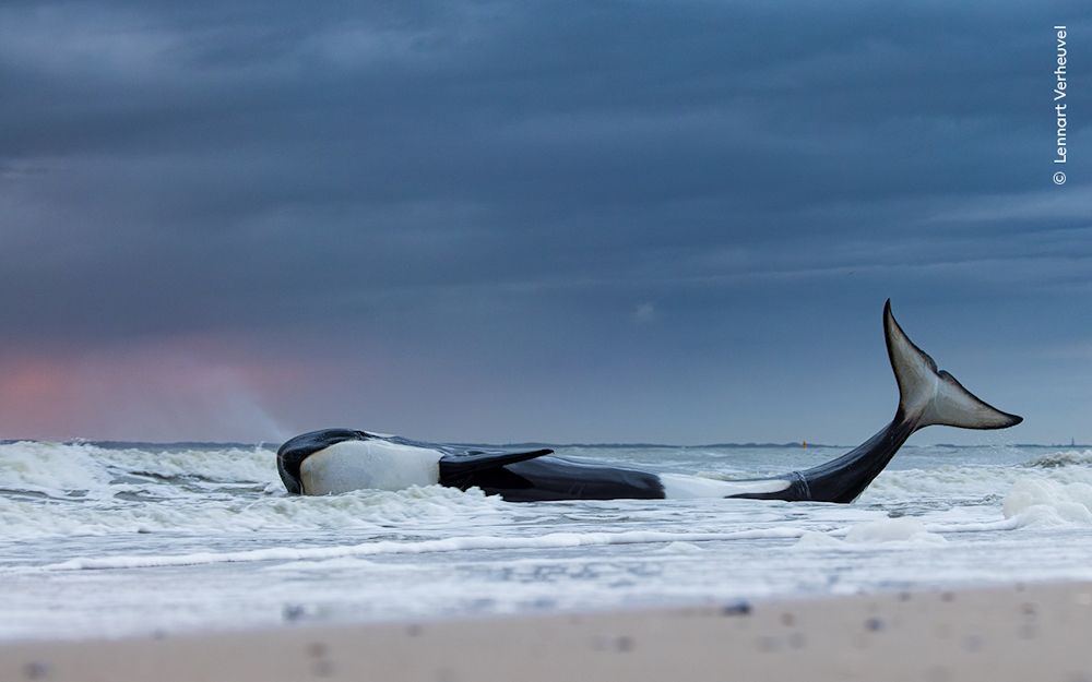 Wildlife Fotografien des Jahres – Portfolio 33