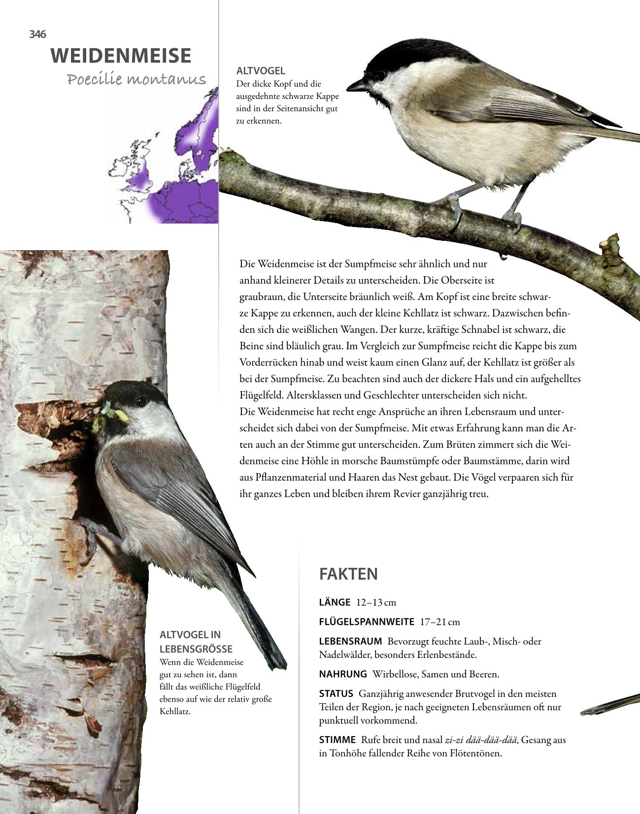 Vögel lebensgroß