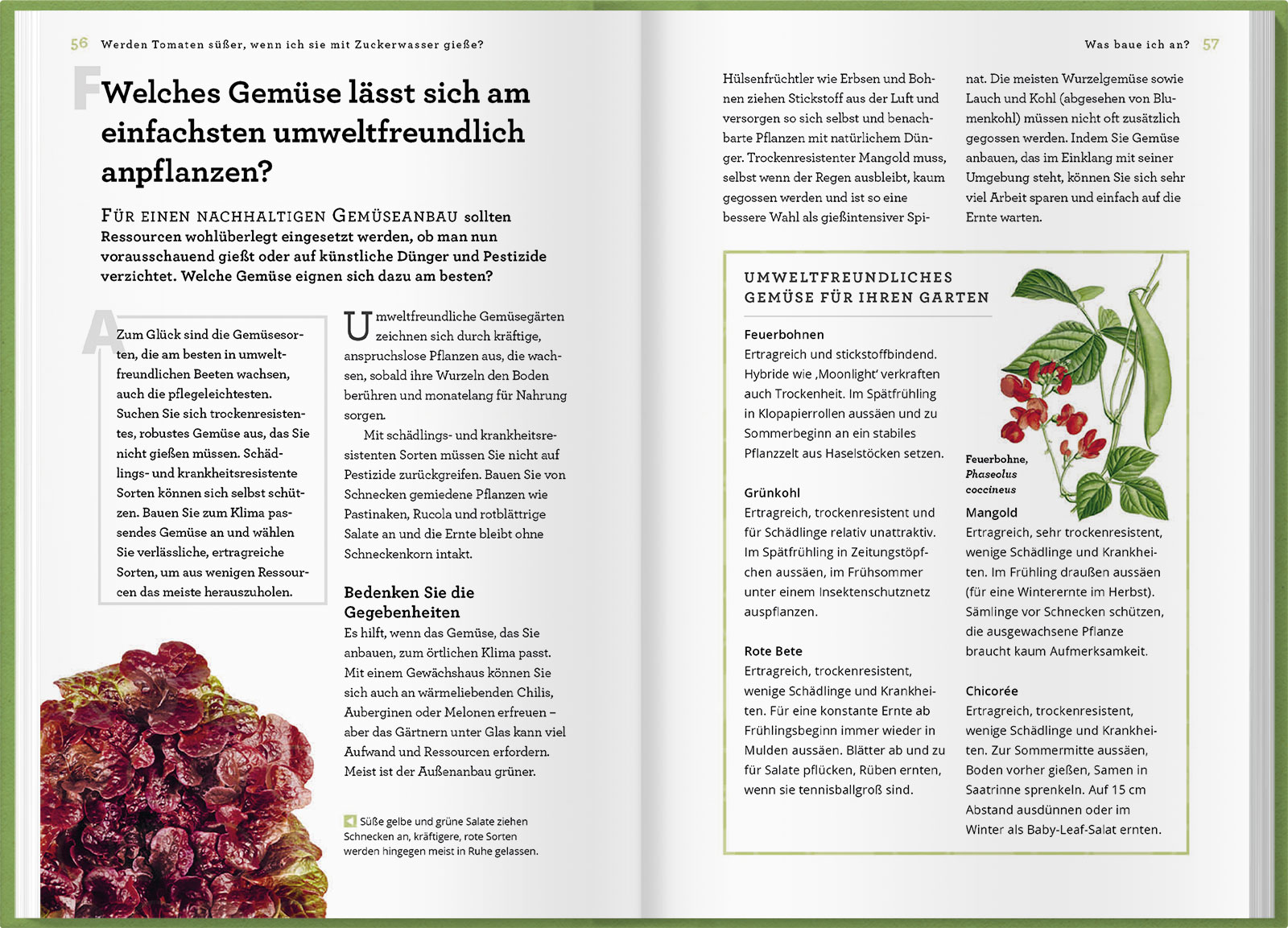 Werden Tomaten süßer, wenn ich sie mit Zuckerwasser gieße und kann ich mein Unkraut einfach aufessen?