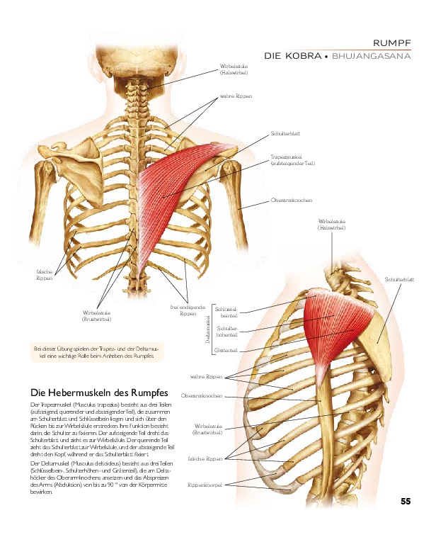 YOGA - Atlas der Anatomie